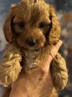Buddy- Mini Cavapoo boy will be 13-16 lbs , a male Cavapoo for sale in Carlsbad, CA – Photo 4 of 10