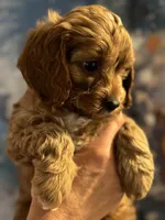 Buddy- Mini Cavapoo boy will be 13-16 lbs , a male Cavapoo for sale in Carlsbad, CA – Photo 5 of 10