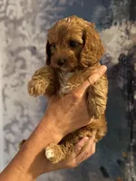 Buddy- Mini Cavapoo boy will be 13-16 lbs , a male Cavapoo for sale in Carlsbad, CA – Photo 7 of 10