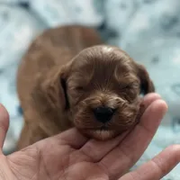 Buddy, a male Cavapoo for sale in Carlsbad, CA – Photo 10 of 10