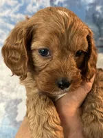 Buddy- Mini Cavapoo boy will be 13-16 lbs , a male Cavapoo for sale in Carlsbad, CA – Photo 4 of 10