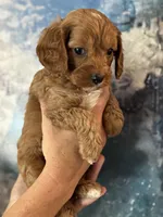 Buddy- Mini Cavapoo boy will be 13-16 lbs , a male Cavapoo for sale in Carlsbad, CA – Photo 1 of 10