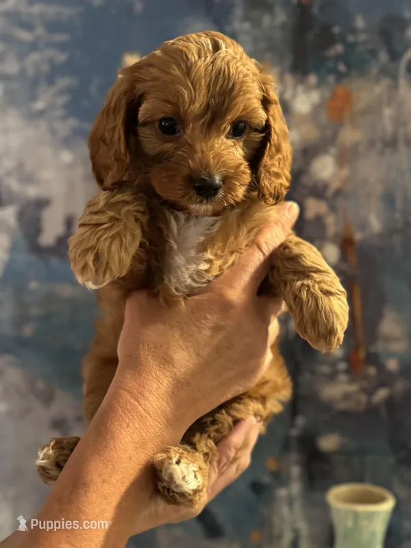 Buddy- Mini Cavapoo boy will be 13-16 lbs  – Cavapoo puppy for sale in Carlsbad, CA