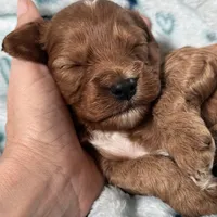 Buddy, a male Cavapoo for sale in Carlsbad, CA – Photo 8 of 10