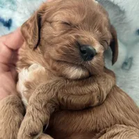 Buddy, a male Cavapoo for sale in Carlsbad, CA – Photo 9 of 10