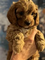 Buddy- Mini Cavapoo boy will be 13-16 lbs , a male Cavapoo for sale in Carlsbad, CA – Photo 3 of 10