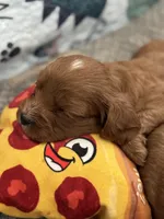 Buddy- Mini Cavapoo boy will be 13-16 lbs , a male Cavapoo for sale in Carlsbad, CA – Photo 8 of 10