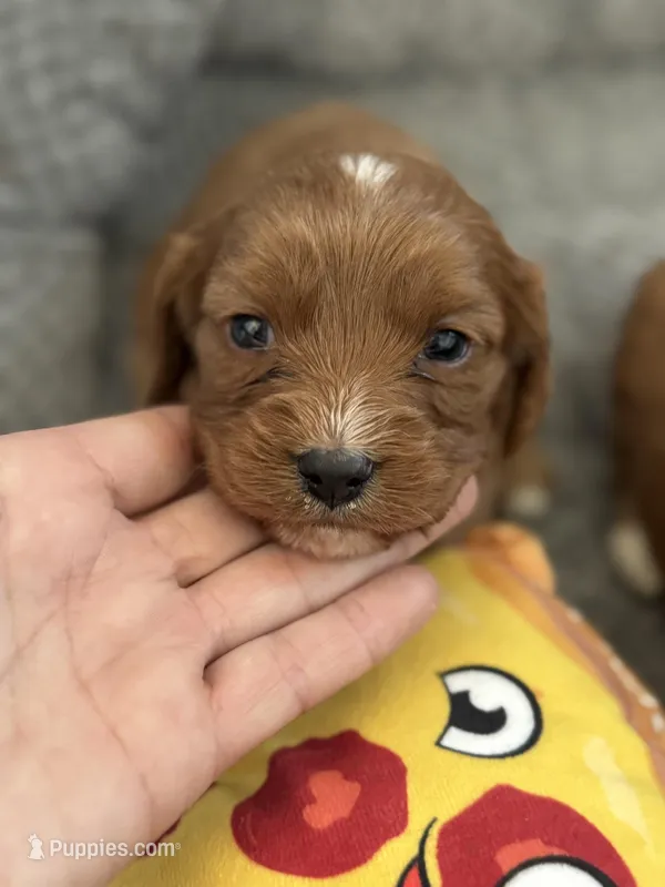 Buddy – Cavapoo puppy for sale in Carlsbad, CA