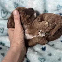 Buddy, a male Cavapoo for sale in Carlsbad, CA – Photo 5 of 10