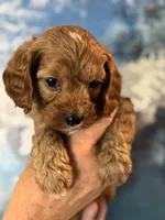 Buddy- Mini Cavapoo boy will be 13-16 lbs , a male Cavapoo for sale in Carlsbad, CA – Photo 6 of 10