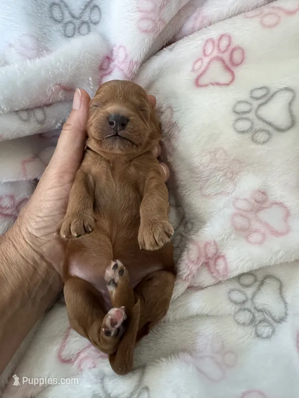 Red Cavapoo girl 1  – Cavapoo puppy for sale in Carlsbad, CA