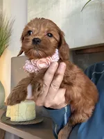 Lilly, a female Cavapoo for sale in Carlsbad, CA – 4 of 10