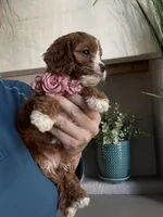 Maggie, a female Cavapoo for sale in Carlsbad, CA – 10 of 10