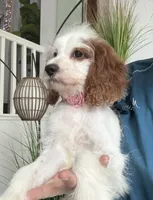 Cookie’s and Cream (Cookie) , a female Cavapoo for sale in Carlsbad, CA – 6 of 10