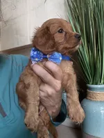 Toby red Cavapoo boy , a male Cavapoo for sale in Carlsbad, CA – 10 of 10