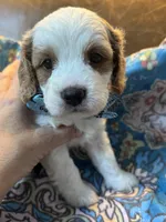 Crash , a male Cavapoo for sale in Carlsbad, CA – 2 of 10
