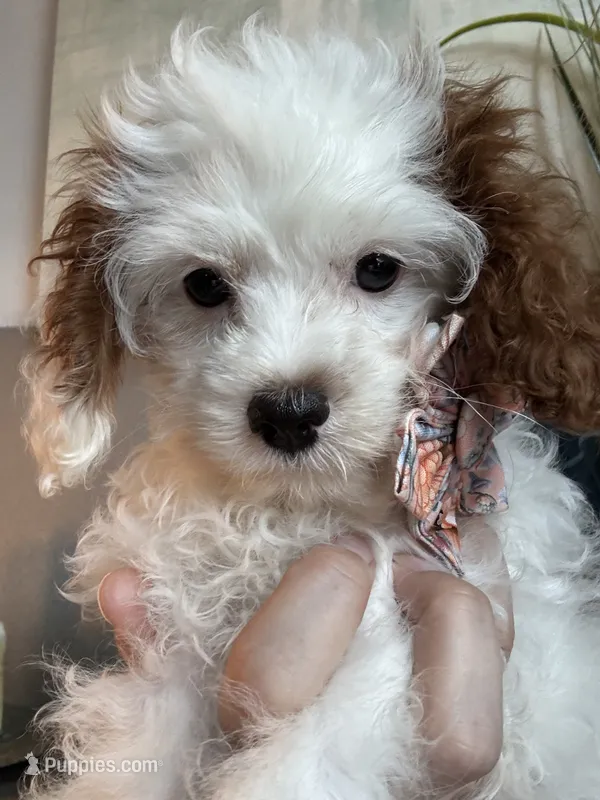 Sweet Pea teeny tiny toy F1 Cavapoo Girl  – Cavapoo puppy for sale in Carlsbad, CA