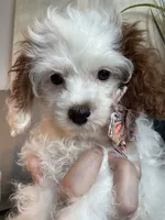 Sweet Pea teeny tiny toy F1 Cavapoo Girl , a female Cavapoo for sale in Carlsbad, CA – 1 of 10
