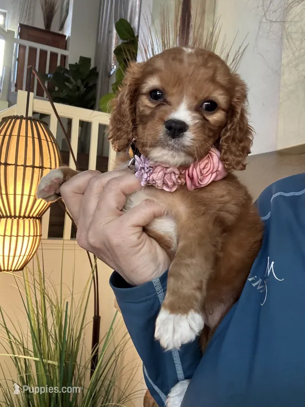 Lucy – Cavapoo puppy for sale in Carlsbad, CA