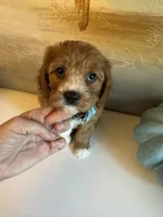 Leo, a male Cavapoo for sale in Carlsbad, CA – 4 of 10