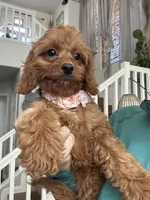 Ginger- red toy Cavapoo , a female Cavapoo for sale in Carlsbad, CA – 6 of 10