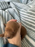 Red Cavapoo boy 1, a male Cavapoo for sale in Carlsbad, CA – 7 of 10