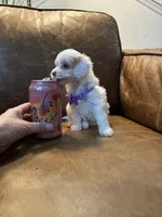 Tiny Toy Cavapoo Girl S’more’s , a female Cavapoo for sale in Carlsbad, CA – 9 of 10