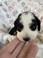Toy Cavapoo girl 2, a female Cavapoo for sale in Carlsbad, CA – 3 of 10