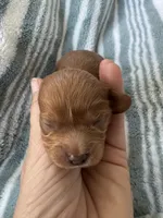 Red Cavapoo boy 2 with a little white , a male Cavapoo for sale in Carlsbad, CA – 3 of 10