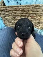 Toy Cavapoo boy 3, a male Cavapoo for sale in Carlsbad, CA – 3 of 4