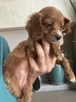 Toffee Toy Cavapoo girl , a female Cavapoo for sale in Carlsbad, CA – 5 of 9