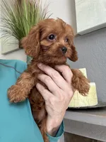 Bacon, a male Cavapoo for sale in Carlsbad, CA – 1 of 10