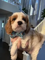Finnick, a male Cavapoo for sale in Carlsbad, CA – 5 of 10