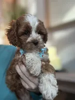 Tucker, a male Cavapoo for sale in Carlsbad, CA – 7 of 10