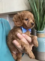 Toby- teeny tiny toy Cavapoo , a male Cavapoo for sale in Carlsbad, CA – 6 of 10