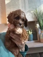 Willow, a female Cavapoo for sale in Carlsbad, CA – 8 of 10