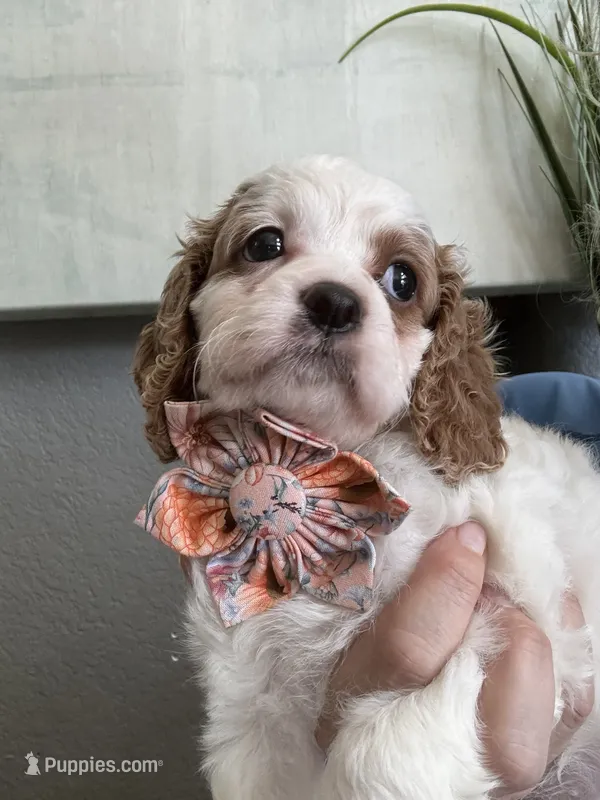 Minnie – Cavapoo puppy for sale in Carlsbad, CA