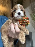 Penny Toy Cavapoo girl , a female Cavapoo for sale in Carlsbad, CA – 6 of 7
