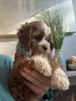 Tucker, a male Cavapoo for sale in Carlsbad, CA – 3 of 10