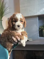 Pumpkin , a female Cavapoo for sale in Carlsbad, CA – 9 of 10