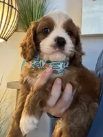 Henry, a male Cavapoo for sale in Carlsbad, CA – 5 of 10