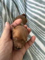 Red Cavapoo boy 1, a male Cavapoo for sale in Carlsbad, CA – 3 of 10