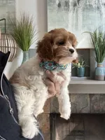 Oliver, a male Cavapoo for sale in Carlsbad, CA – Photo 2 of 10