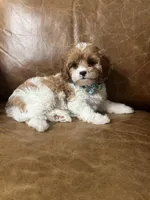 Oliver, a male Cavapoo for sale in Carlsbad, CA – Photo 4 of 10