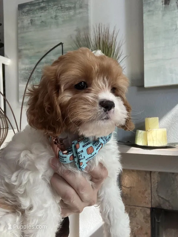 Oliver – Cavapoo puppy for sale in Carlsbad, CA