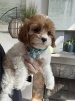 Oliver, a male Cavapoo for sale in Carlsbad, CA – Photo 6 of 10