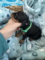 Toy Cavapoo boy 2, a male Cavapoo for sale in Carlsbad, CA – 5 of 9