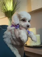 Tiny Toy Cavapoo Girl S’more’s , a female Cavapoo for sale in Carlsbad, CA – 7 of 10