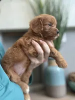 Bella, a male Cavapoo for sale in Carlsbad, CA – 7 of 10