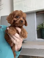 Maize , a female Cavapoo for sale in Carlsbad, CA – 5 of 10